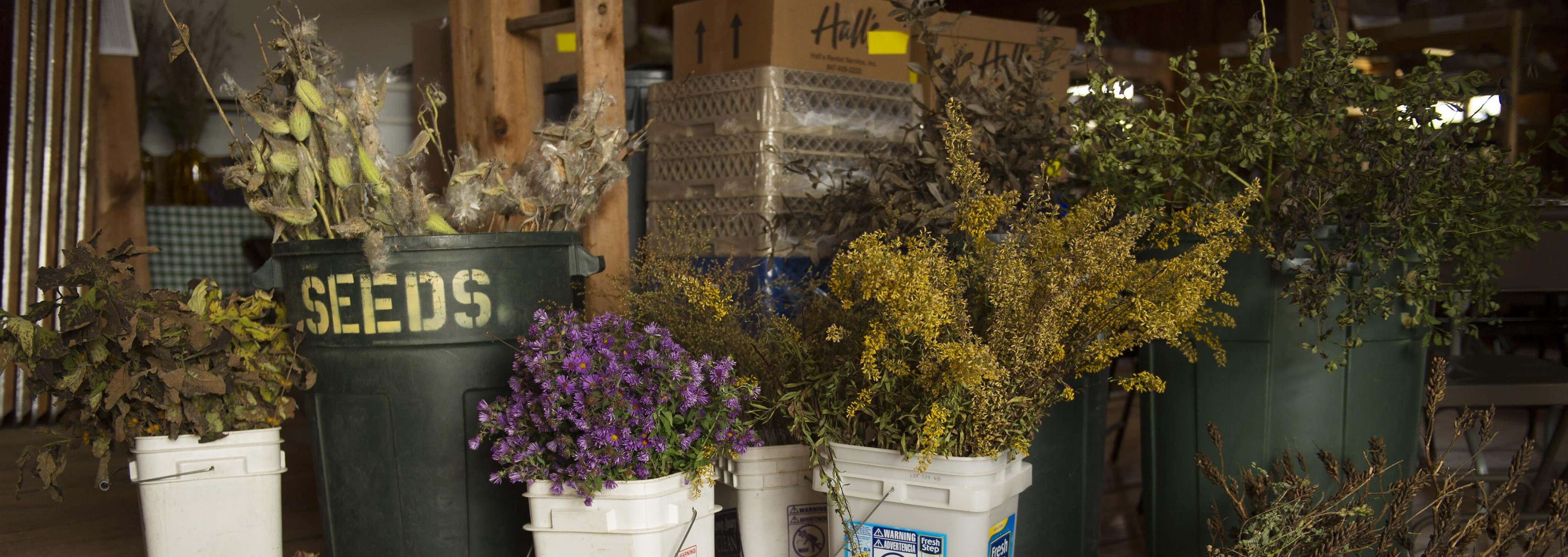 A room full of buckets and containers of multi-colored seed and plants.